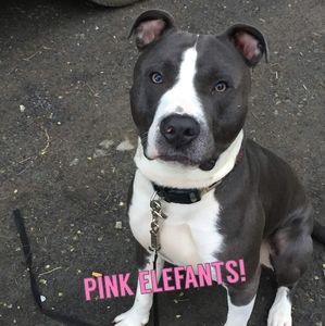 Meet your Posher, Evelyn